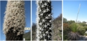 מימין:צמח עם עמוד פריחה בגובה 3 מטרים.

במרכז: תקריב של תפרחת צעירה - נראים הפרחים הבודדים.

משמאל: תקריב של תפרחת בוגרת עם פרחים צפופים מאוד