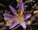 נקבה מהסוג אנדרנה בפרח. צילום:גידי פיזנט