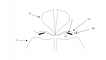 מבנה הפרח של איריסי ההיכל