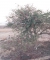 הרנוג השיטים שהשתלט על עץ שיטה קטן בערבה.
צילום: עמרם אשל