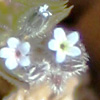 Geranium ludicum