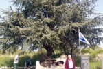 עץ הארז לזכר חללי מלחמת יוה''כ בגולן שניצל ע''י קק''ל. 