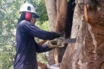 העבודות להצלת העץ העתיק