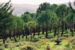 יום העיון השנתי של מחקרי קקל 2012 - חוקרים את היער והסביבה 
