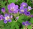 Geranium sylvatricum