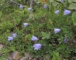 Campanula rotundifolia