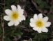 פרח לבן נפוץ ממשפחת הורדניים