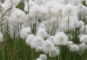 שם מדעי : 
 Eriophorum angustifolium