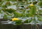 Rocky Mountain Ppondlily
Nuphar polyswpalum