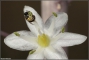 דבורה מהסוג חריצית אוספת אבקה בפרחי החצב. צילום: עמיר וינשטיין