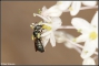 דבורה מהסוג סרטינה: לוגמת צוף בפרחי החצב. צילום: עמיר וינשטיין