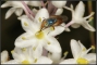 זבוב בוהקן מלקק צוף בפרח החצב. צילום: עמיר וינשטיין