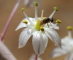 זבוב פרחים שעיר אוסף אבקה בפרחי החצב. צילום: יעקב סגל