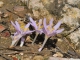 פרחי סתוונית היורה. צילום גידי פיזנטי