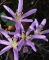 זכר מהסוג אנדרנה בפרח צילום: גידי פיזנטי.