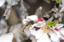 דבור מהסוג אוסמיה על פרח השקד. צילום גידי פיזנטי