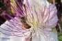 דבורת הדבש בצלף קוצני. צילום אלברט קשת