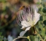 דבורת הדבש בצלף סיצילי. צילום אלברט קשת