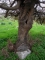 צרור מרווה משולשת מונח למרגלות עץ מקודש (ליד קברו של שיח' טועמה בדרך לגילון) צילום: אמוץ דפני.