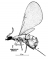 צרעה מהמין צרטוסולן ערביקוס. ציור ז' שפר