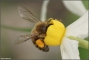דבורת דבש על פרח הנרקיס. צילום: אמיר וינשטיין