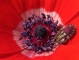 גלפירית ישראלית בפרח כלנית. צילום: נילי בנו.