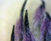 גרגרי אבקה על צלקות הכלנית, בצמחים שכוסו ברשת למניעת ביקורי חרקים. צילום: אמוץ דפני.