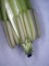פרח הזלזלת בשלב B, צילום אמוץ דפני