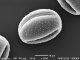 גרגר אבקה בודד צולם במיקרוסקופ אלקטרונים סורק