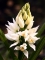 מבט מלפנים על פרח של בן-סחלבן החורש. צילום שרה גולד