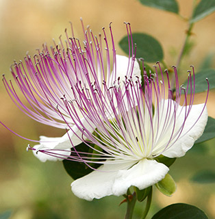 Capparis spinosa