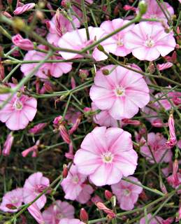 Convolvulus dorycnium