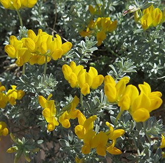 Silvery Birds' Foot Trefoil 