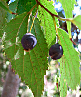 European Hackberry 