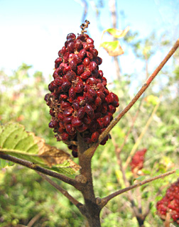 Rhus coriaria