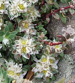 Silver nailroot, Silvery Whitlow Wort 