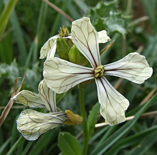 Eruca sativa