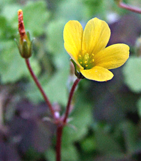 Creeping Oxalis 