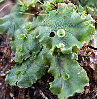 Common Liverwort 