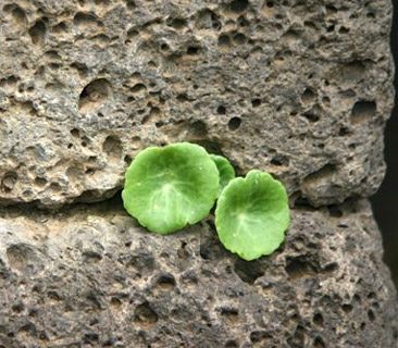 Common Pennywort 