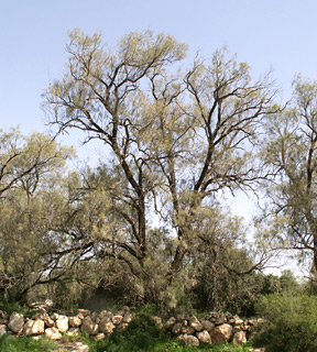 Salt cedar, Aethel 