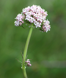  Italian Valerian 