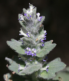 Ajuga orientalis