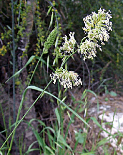 Dactylis glomerata