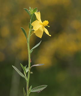 Arabian cistus 