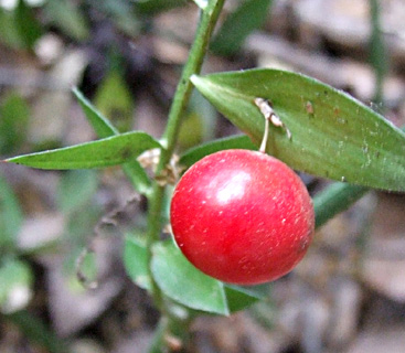 עצבונית החורש