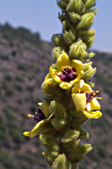 Caesarian Mullein 