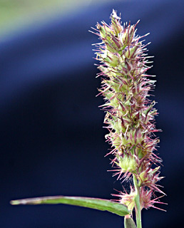 Southern Sandbur 