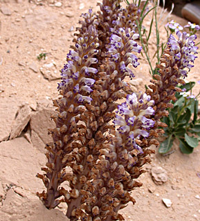 Orobanche cernua