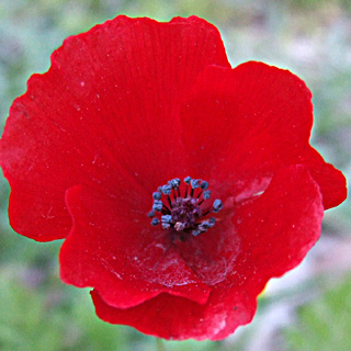 Papaver humile